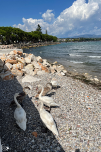 Desenzano (11)